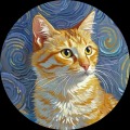 不近视的猫