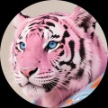 TigerDream